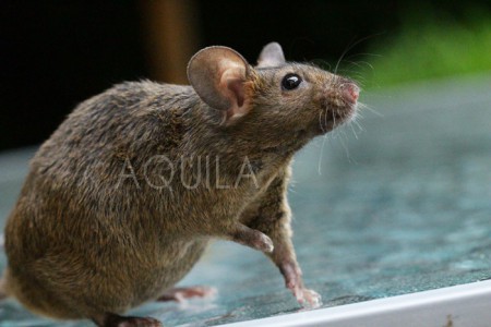 MM Katie Scarlett O'Hara